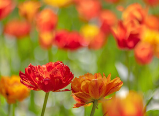 red and orange bright tulips background