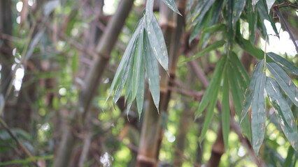 Petung is a variety of bamboo found in tropical areas. bamboo tree background.  , bamboo forest
