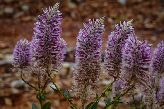 Mulla Mulla (Ptilotus exaltatus) close up