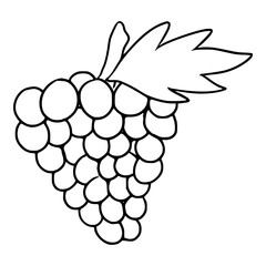 grapes illustration sketch outline vector