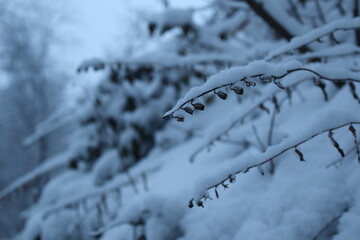 Winter forest snowy background