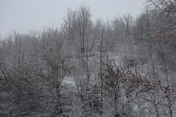 Winter forest snowy background