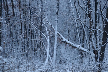 Fototapeta premium Winter forest snowy background