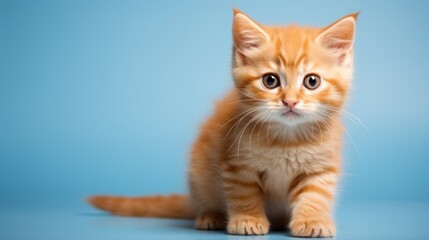  a small orange and white kitten sitting on top of a blue background and looking at the camera with a curious look on its face.