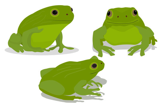 set of cartoon green frogs in flat design. vector illustration. eps 10. 