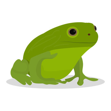 vector illustration of green frog on white background. Eps 10. 