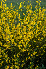 Cytisus scoparius common broom shrub with yellow flowers selective focus