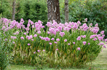 Pink flower bush on a green tree on a background of bushes in the park