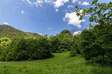 Obraz premium Grass field and trees in the mountain