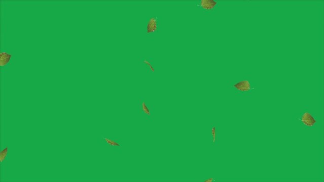 A green background complements the video illustration of falling aspen leaves in shades of green.