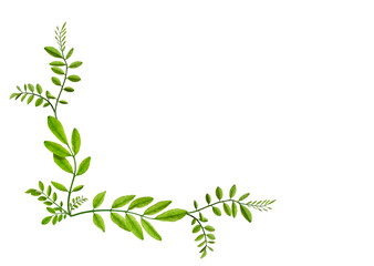 Corner arrangement of young acacia leaves. Acacia leaves composition. Design element for poscards,...