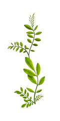 Fototapeta premium Acacia leaves composition. Pattern of young acacia leaves. Design element for poscards, wedding cards, invitations, frames and floral arrangements.