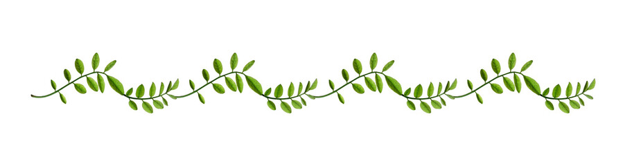 Сomposition of acacia leaves. Young green acacia leaves  in a floral waved garland. Design element...