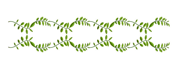 Сomposition of acacia leaves. Young green acacia leaves  in a floral waved garland. Design element for poscards, wedding cards and invitations.