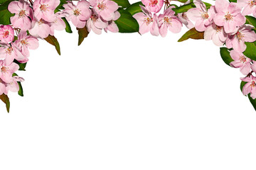 Obraz premium Spring flower arrangement Festive frame border of pink apple tree flowers isolated on white background. Design element for creating postcard, wedding cards and invitation. Overlay background.