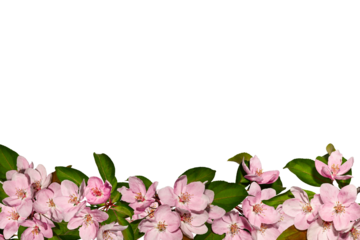 Spring flower arrangement Festive frame border of pink apple tree flowers isolated on white background. Design element for creating postcard, wedding cards and invitation. Overlay background.