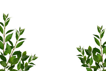 Fresh green shrub branches as a frame, leaves border. Natural green branches and leaves, overlay...