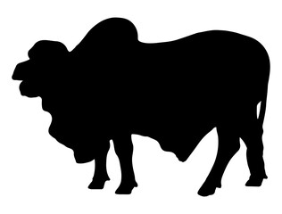 Brahman Bull silhouette vector art white background