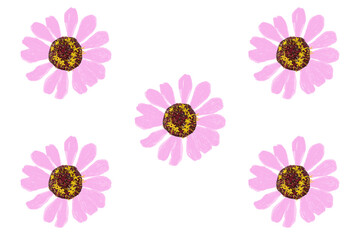 Zinnia Elegans Pink Flower Pattern with Dry Brush Transparent