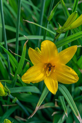 Yellow lily flowers