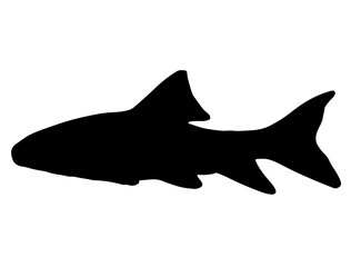 Silver Redhorse fish silhouette vector art white background