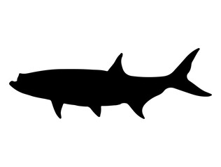 Tarpon Fish silhouette vector art white background