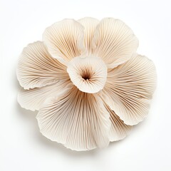 Photograph of oyster mushroom, top down view, wite background 