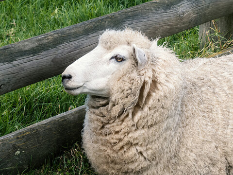 Smiling white sheep portrait on green grass