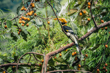 avian serenity hornbill resting among verdant leaves