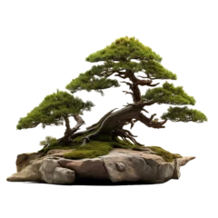 Foto op Canvas bonsai tree isolated on transparent background © Tohamina