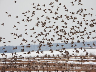 A flock of hundreds of birds remaining for the winter are flying over snow-covered fields. The common redpoll or mealy redpoll (Acanthis flammea) is a species of bird in the finch family.