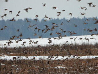 A flock of hundreds of birds remaining for the winter are flying over snow-covered fields. The common redpoll or mealy redpoll (Acanthis flammea) is a species of bird in the finch family.