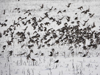 A flock of hundreds of birds remaining for the winter are flying over snow-covered fields. The common redpoll or mealy redpoll (Acanthis flammea) is a species of bird in the finch family.