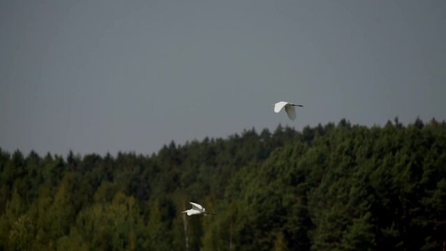 Two great white herons fly over the lake. Slow motion (120fps). The great white egret (Ardea alba), also known as the great white heron is a large, widely distributed egret.