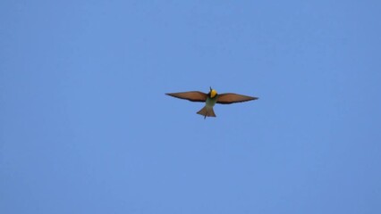 Spectacular smooth flight of a beautiful bird against the blue sky. Slow motion (120 fps). The European bee-eater (Merops apiaster) is a near passerine bird in the bee-eater family, Meropidae.