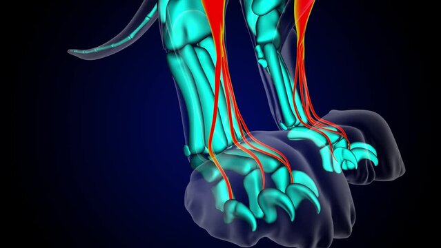 Extensor digitorum longus muscle lion muscle anatomy for medical concept 3D rendering
