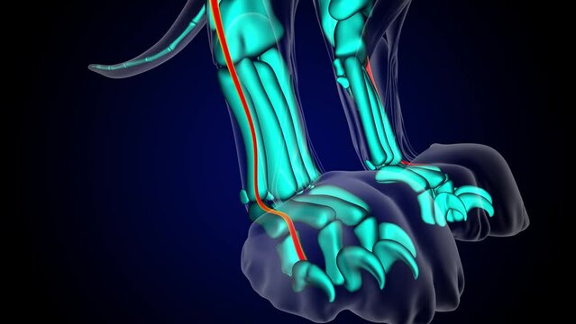 Extensor digitorum lateralis leg muscle lion muscle anatomy for medical concept 3D rendering