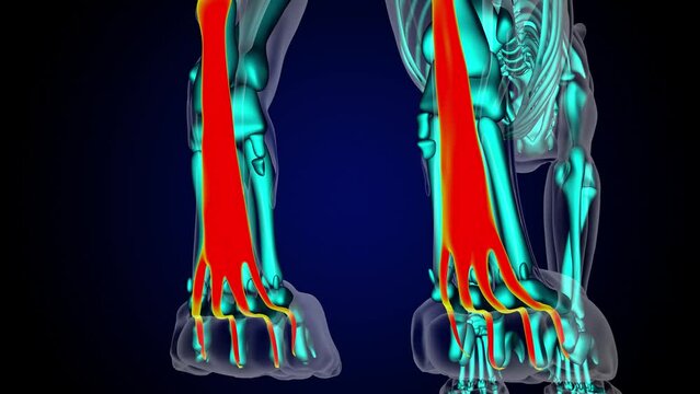 Flexor digitorum superficialis leg muscle lion muscle anatomy for medical concept 3D rendering