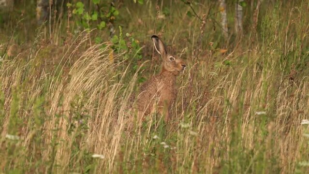 The hare froze from danger and watched it with one eye. The European hare (Lepus europaeus), also known as the brown hare, is a species of hare native to Europe and parts of Asia.