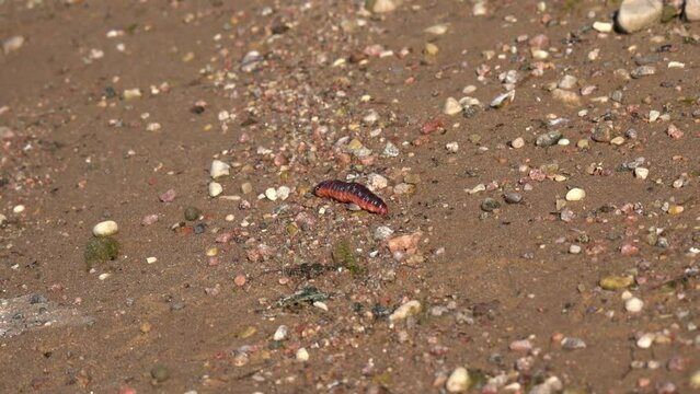 A large, bright red-orange caterpillar crawls along the shore. Cossus cossus, the goat moth, is a moth of the family Cossidae.