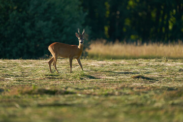Kozioł pasący się na świeżo skoszonej łące © Zbigniew