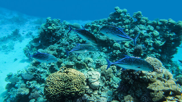 Bluefin Trevally, Caranx melampygus, a group of predatory fish hunted on a coral reef in the Red Sea.