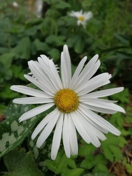 wildflowers. White Chamomile or blooming Leucanthemum in the garden on a sunny summer day. floral background