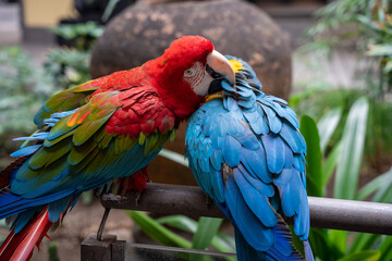 Pair of Scarlet Macaws (Ara ararauna)