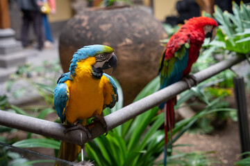 Pair of Scarlet Macaws (Ara ararauna)