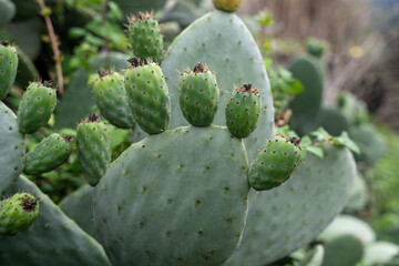 Green fruits of wild Opuntia (Opuntia ficus-indica) or prickly pear, or pear cactus