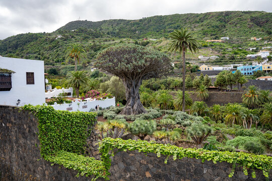 El Drago or Drago Milenario, Drago de Icod de los Vinos (Dracaena draco) dragon tree in Parque del Drago, Tenerife, Spain