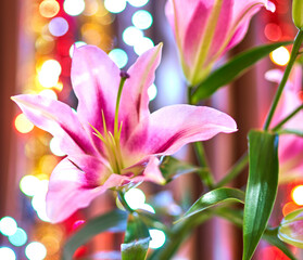 lily flower growing on a bright background