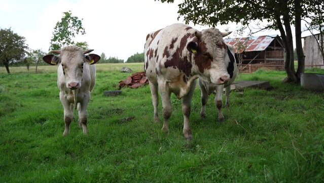 Black and white and red holstein bulls outdoors at farm