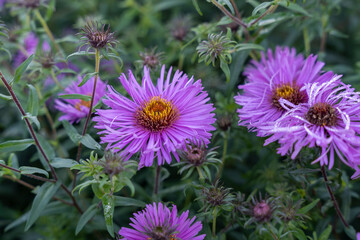 Obraz premium Close up of New England aster (Symphyotrichum novae-angliae) flowers
